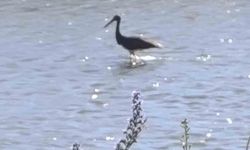 Çoruh Nehri'nde balık avlayan kara leylek kamerada