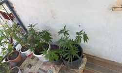 Çorum'da operasyon düzenlenen evden 21 kök kenevir çıktı: 1 gözaltı