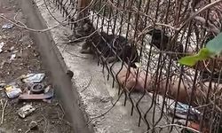 Demir korkuluklara sıkışan kediyi itfaiye ekipleri kurtardı
