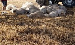 Edirne'de sağanak ve dolu yağışı: Yıldırım 30 koyunu telef etti, dolu çatılara zarar verdi