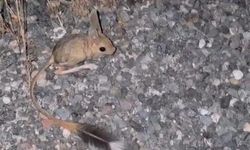 Elazığ'da Arap Tavşanı görüldü