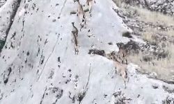 Elazığ'da dağ keçileri dronla görüntülendi