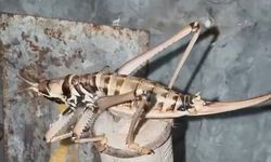 Elazığ'da etçil çekirgeler görüntülendi