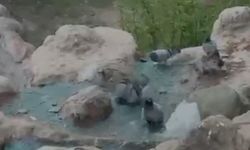 Elazığ'da kavurucu sıcaktan bunalan güvercinler suyla serinledi