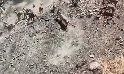 Elazığ'da sürü halinde dağ keçileri görüldü