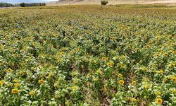 Erzincan'da ayçiçeği tarlaları sarıya büründü