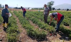 Gediz'de hasat öncesi domateslerde gıda güvenliği denetimi