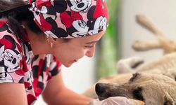Gözüne bağ çubuğu saplanan köpek yeniden hayata tutundu