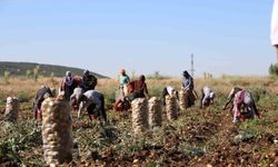 Hasadı başlayan patates fiyatıyla üreticilerin yüzünü güldürdü