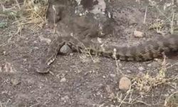 Iğdır'da yerleşim alanına giren koca engerek doğaya salındı