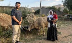 İhlas Haber Ajansı'nın haberi Ayni teyzenin yüzünü güldürdü: İnekler kendisine ulaştı