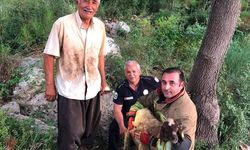 İskenderun'da dereye düşen koyun itfaiye ekiplerince kurtarıldı