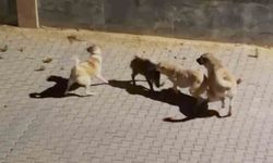 Kangalın saldırdığı yaban domuzunu sürüsü kurtardı