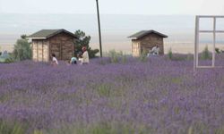 Karapınar'ın lavanta bahçesi doğa severlerin uğrak noktası oldu