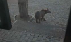 Kars'ta oteller bölgesine inen boz ayıyla vatandaşın diyaloğu gülümsetti