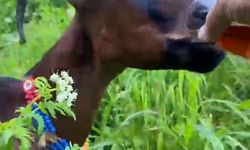 Keçinin bardaktan çay içtiği görüntüler herkesi tebessüm ettirdi