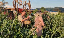 Kendi sepetini alan bahçeye koştu: Yaban mersini hasadına yoğun ilgi