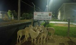 Koçarlı'da 15 koyun evin bahçesinden çalındı
