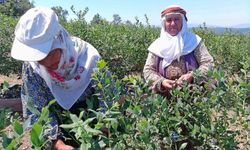 Kurak arazi devlet desteğiyle bereketli topraklara dönüştü