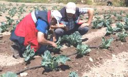 Kütahya'da karnabahar ve çörekotu üretimi denetlendi