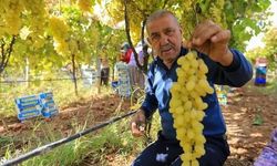 Manisalı üretici üzüm fiyatlarının erken açıklanmasını bekliyor