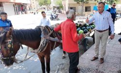 Mersin'de bitkin düşen at yeni yuvasına kavuştu