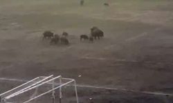 Milas'ta yaban domuzları futbol sahasını mesken tuttu
