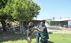 Muratpaşa'dan patili dostlara serin dokunuş