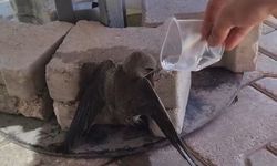 Sıcaktan bitkin düşen ebabil, su ile yeniden hayata tutundu