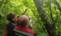 Sinop'ta kahverengi kokarcayla biyolojik mücadele
