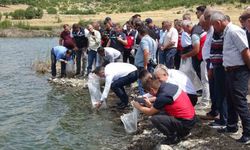 Tavşanlı göletlerine 123 bin yavru sazan bırakıldı