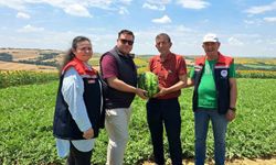 Tekirdağ'da ilk karpuz hasadı başladı