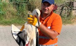 Temizlik personelinin duyarlılığı yaralı Leyleğe umut oldu