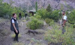 Trüf mantarının izini eğitimli köpekler sürdü
