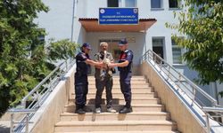 Yaralı leylek tedavi altına alındı