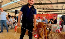 Yılın en güzel buzağısı 40 günlük buzağı oldu