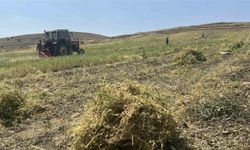 Yozgat'ta mercimek hasadı başladı, çiftçinin yüzü güldü, verim beklentisi yükseldi
