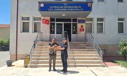 Yozgat'ta yaralı şahin tedavi altına alındı