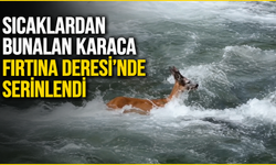 Sıcaklardan bunalan karaca Fırtına Deresi'nde serinledi