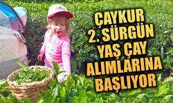 ÇAYKUR 2. sürgün yaş çay alımlarına başlıyor