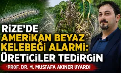 Rize'de Amerikan Beyaz Kelebeği Alarmı: Uzman Uyardı