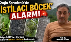 İstilacı Türler Doğu Karadeniz'i Tehdit Ediyor