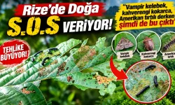 Rize'de Doğa S.O.S Veriyor, Şimdi de Bu Çıktı!..