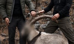 5 yaban keçisini yasa dışı avlayan şahıslara idari para cezası uygulandı
