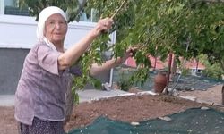 85 yaşındaki çift, geleneksel yöntemlerle dut pekmezi üretimini sürdürüyor