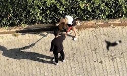 Adana'da kediyi parçalayan pitbullun sahibine 95 bin lira ceza