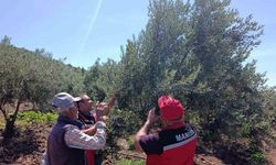 Akhisar'da zeytin üreticilerine hastalık ve zararlı uyarısı