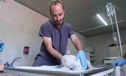 Altıeylül'de minik patiler için yuva seferberliği