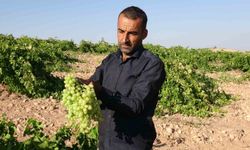 Anadolu'nun Unutulan Lezzeti 'tahannebi' üzümü Malatya'da yeniden ekonomiye kazandırılıyor
