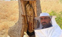 Arıların izini sürüp ağaçların içinden bal çıkardılar